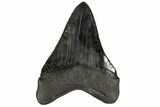 Serrated, Fossil Megalodon Tooth - South Carolina #137323-2